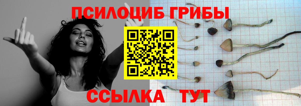 Артём  Галлюциногенные грибы Cubensis  Вход с VPN  Псилоцибиновые грибы прущие грибы 